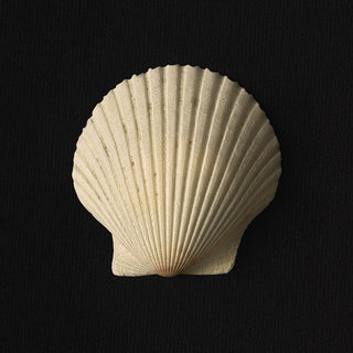 Shell 01