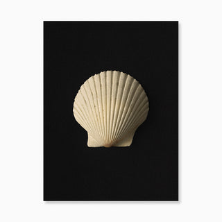 Shell 01